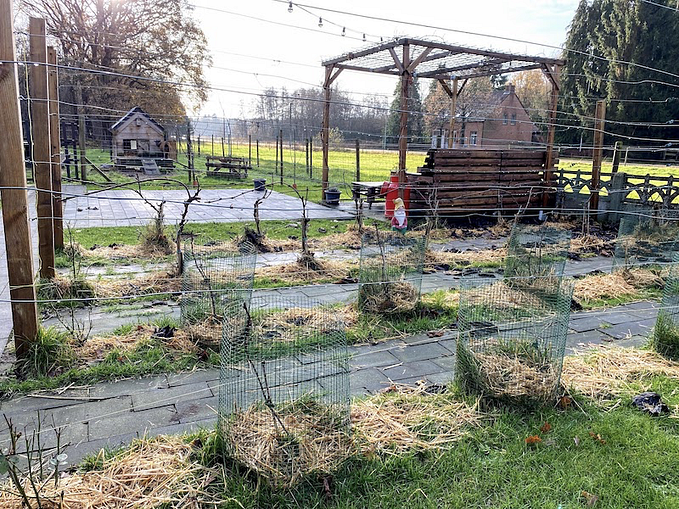 Winter — Pruning