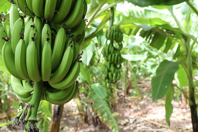 In Somalia, Bananas are Back