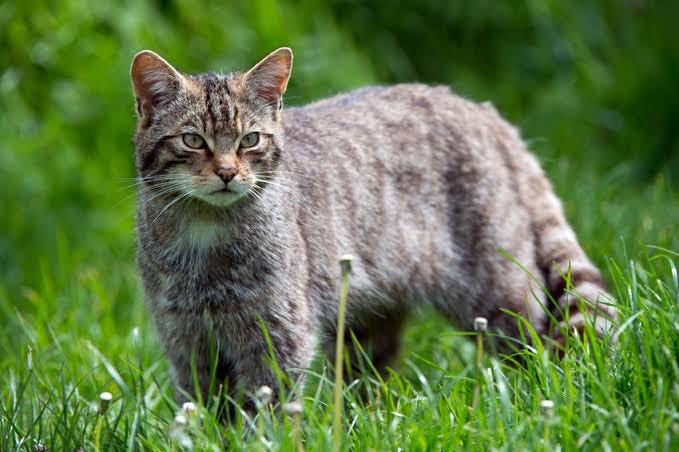 Cat body language. We can know what cats say with… | by Farhan | Sep