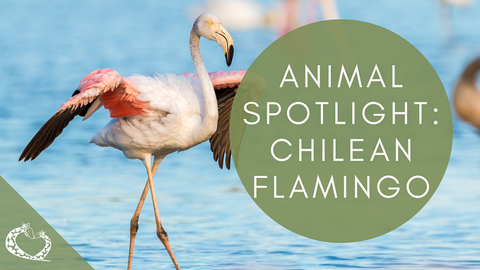 Spotlight: Chilean Flamingos