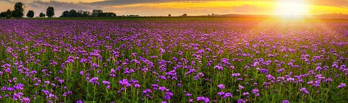 AgFuse’s 31 Days of Cover Crops Photo Contest is Back!