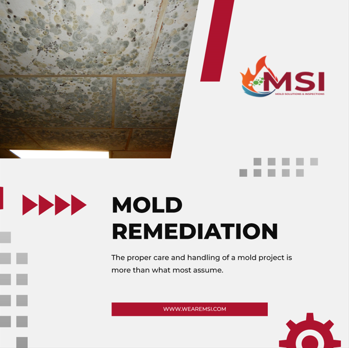 Mold Remediation Services Mold Solutions & Inspections Medium
