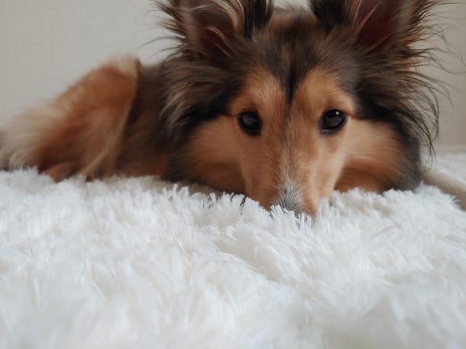 Life Lessons Taught By a Sheltie: What raising a sheltie is teaching me about life