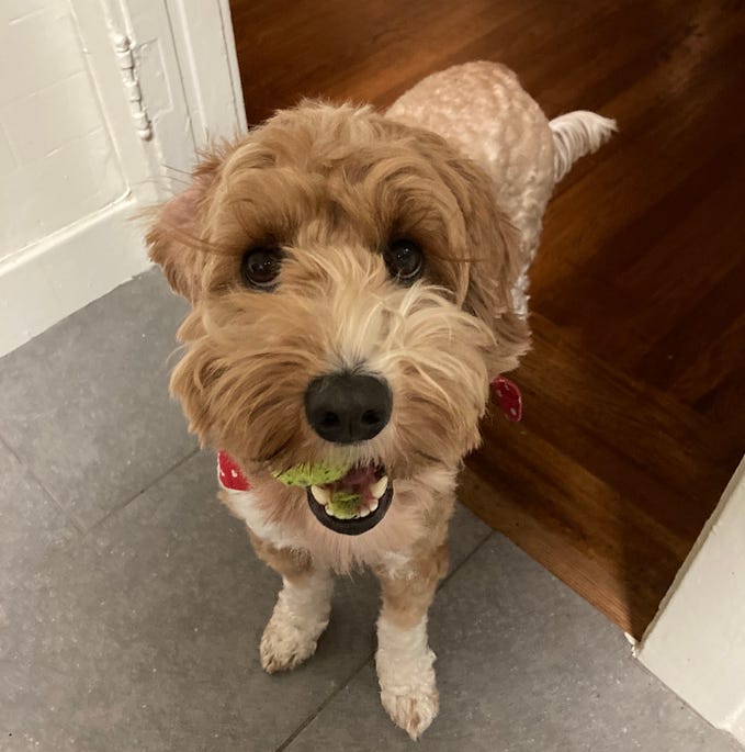 How to Keep your Dog Entertained at Home