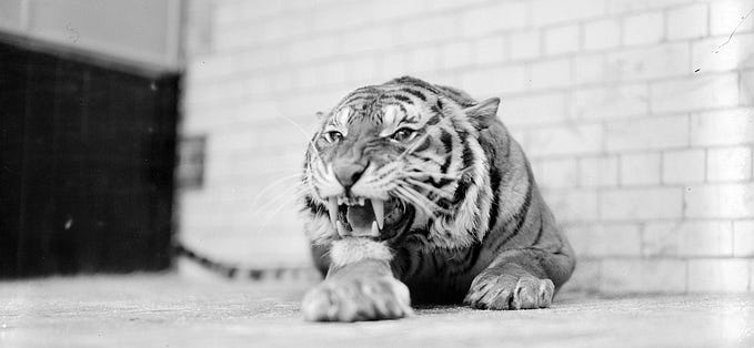 You Are Not Being Chased by a Tiger, but Your Nervous System Thinks You Are