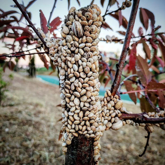 Array iteration performance in C#