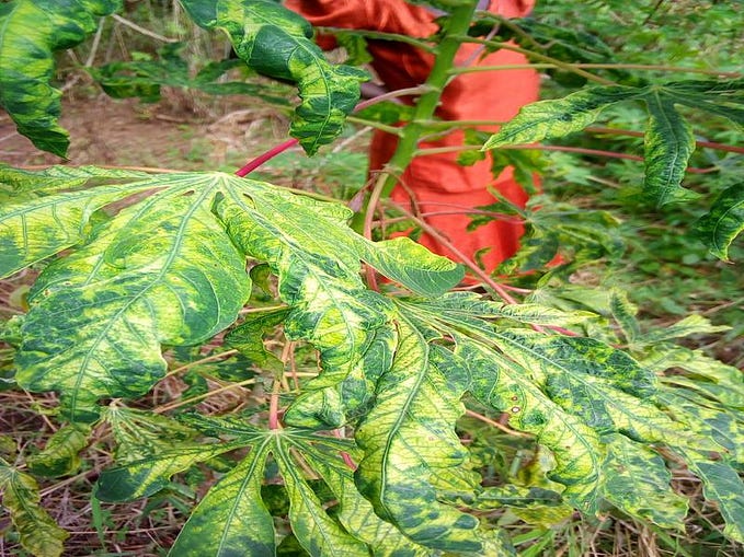 Exploratory Data Analysis and Baseline Model