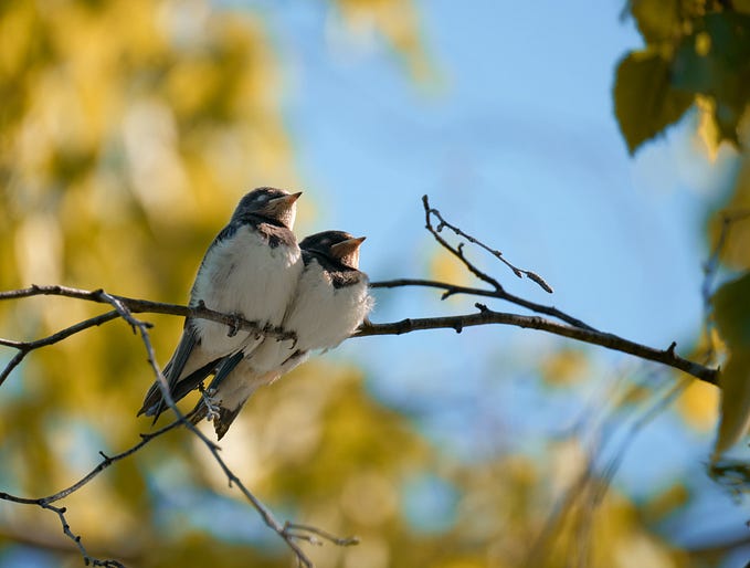 Two Birds