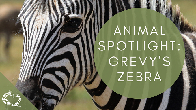 Spotlight: Grevy’s Zebra