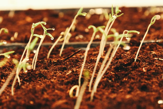 Survival is A Garden