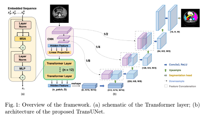 TransUNet: Transformers Make Strong Encoders for Medical Image Segmentation