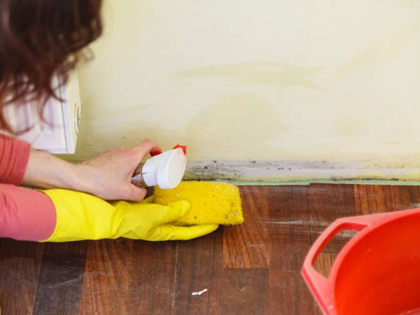 Guest Post - Mold Inspection & Remediation Mistakes to Avoid