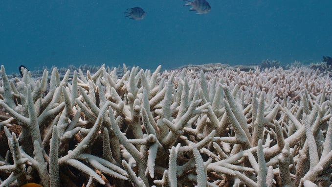 Australia has so much power to protect the Great Barrier Reef