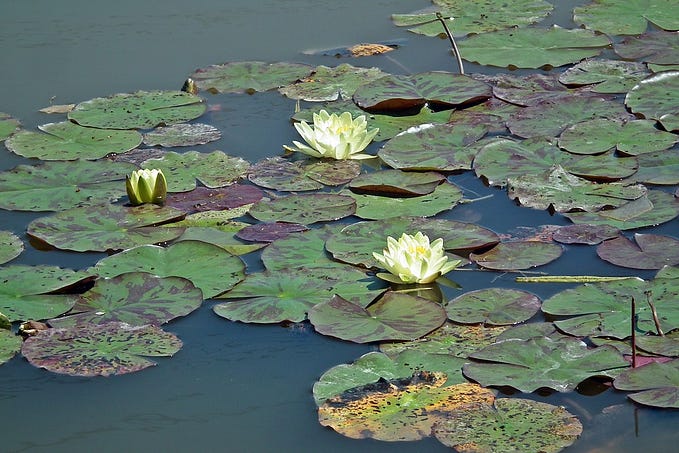 The lesson of the lily pond