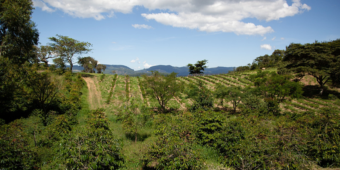 Agroforestry can shine in the upcoming Farm Bill