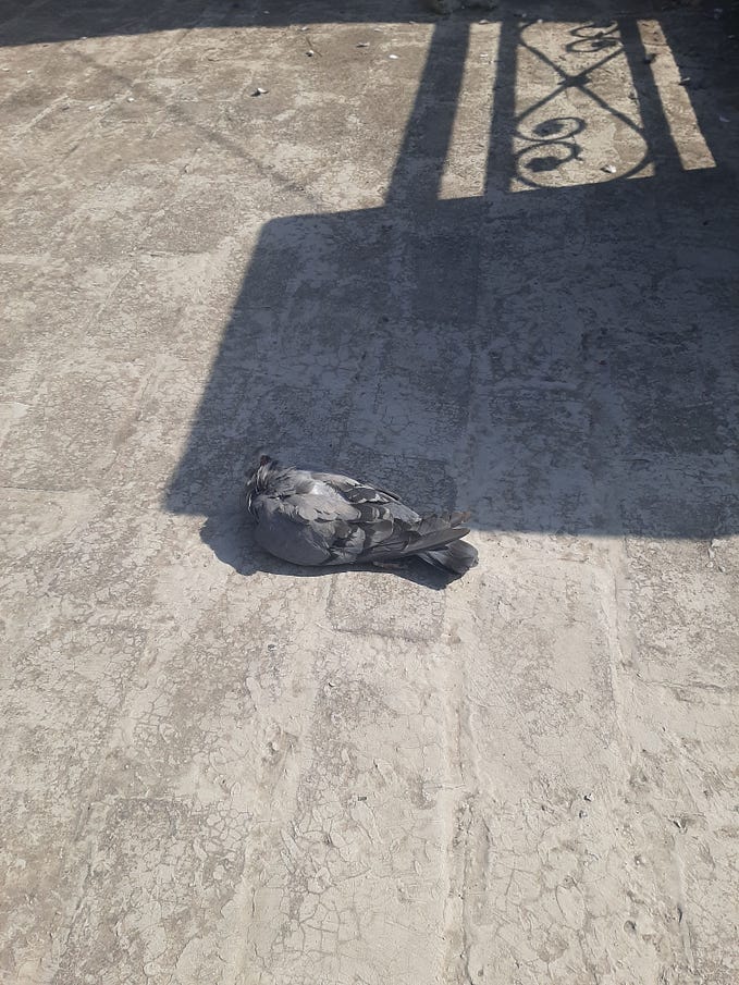 Another Hint- Dead Pigeon At My Terrace