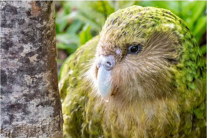 How Critically Endangered Kākāpō Survived Centuries Of Inbreeding