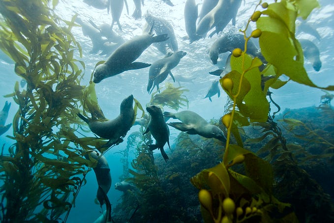 Biden’s Summit is a chance for leaders to energize climate, nature ambition