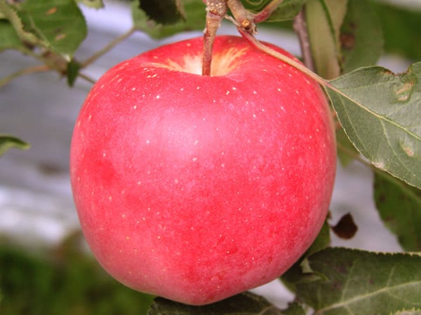 Ten secrets of Fuji apples