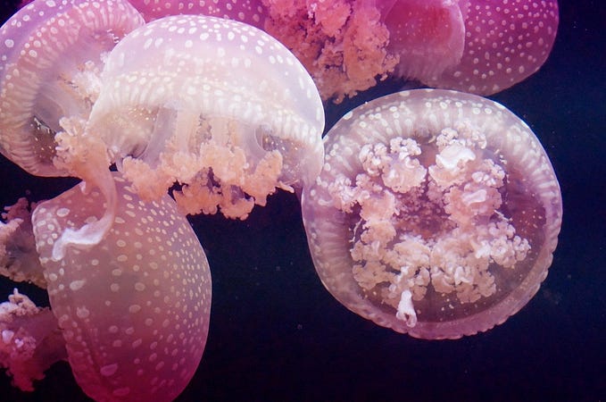 10 Astonishing Facts About Jellyfish