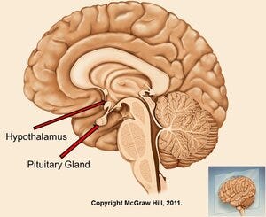 The Hypothalamus