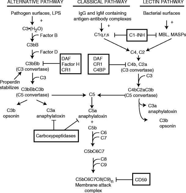 IMMUNOLOGY: The complement system