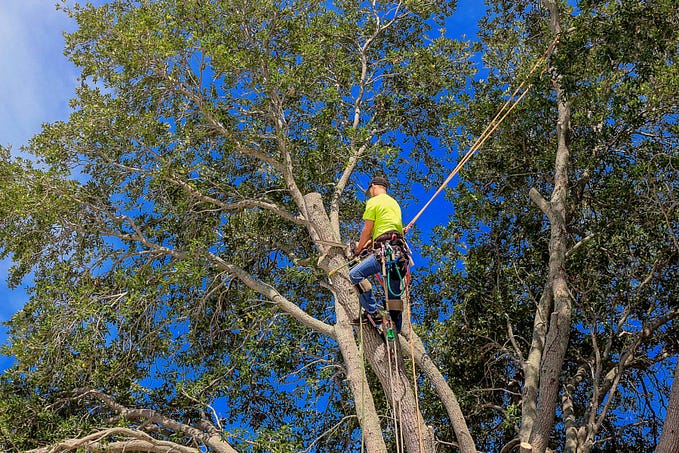Arborists in North Texas