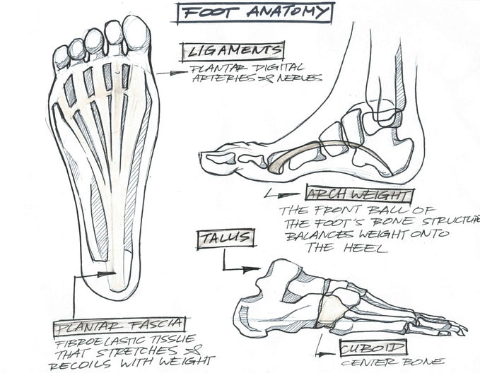 FOOT ANATOMY STUDIES
