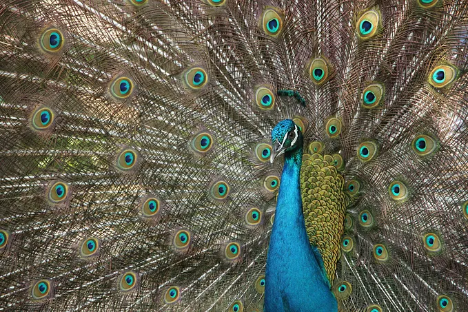 Embracing Unconditional Love: Freedom Through Authenticity