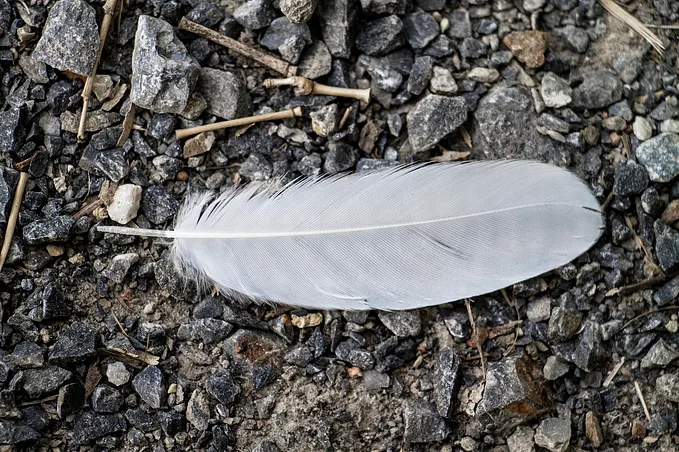 What Does It Mean When You Keep Seeing White Feathers?