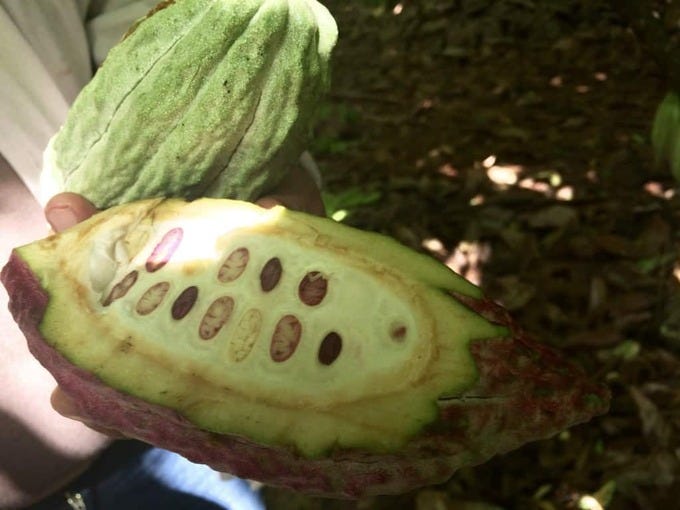 Cocoa pod cut in half revealing fine quality.