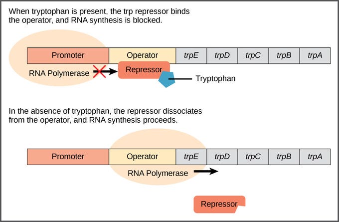 Dynamic Inhibition NN inspired from Trp Operon Model (Ideating with ...