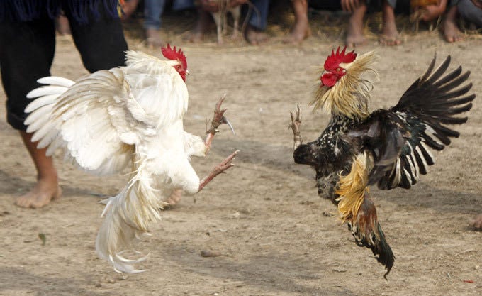 Fighting cock. «Петушиные бои» Сальвдор. Петухи дерутся.