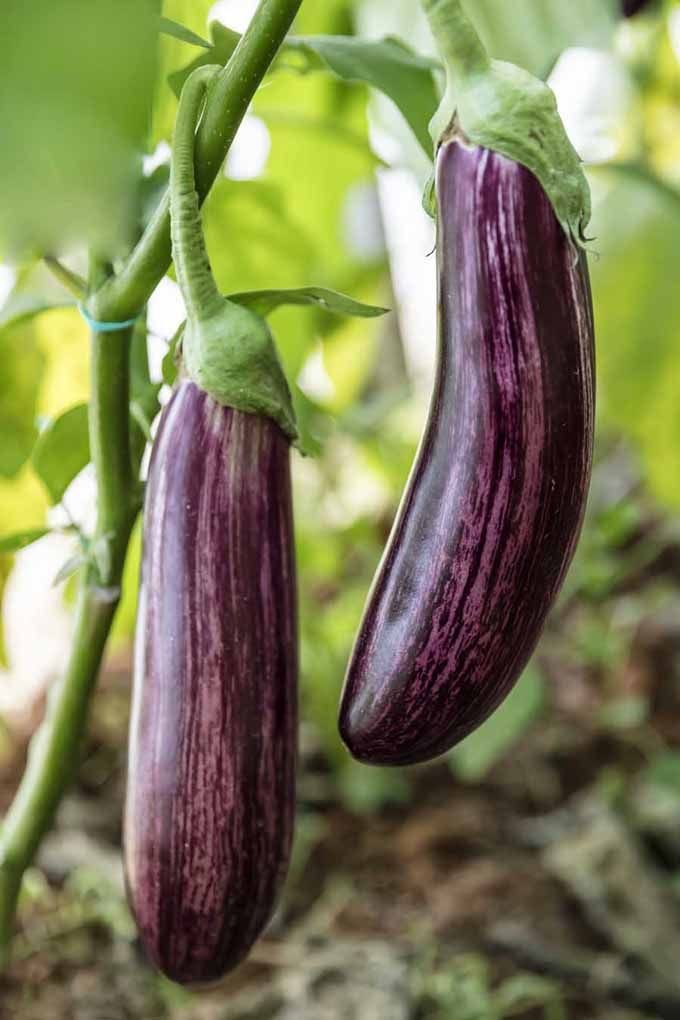 Terong: “Eggplant”