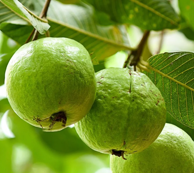 Powerful Vitamins Found in Guava. Guava is a nutritious fruit that ...