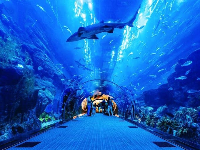 Aquarium Experts, Aqua Art, Dubai, Introduction