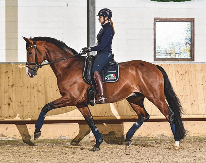 Mastering Dressage Position: Practical Tips for a Strong, Elegant Seat