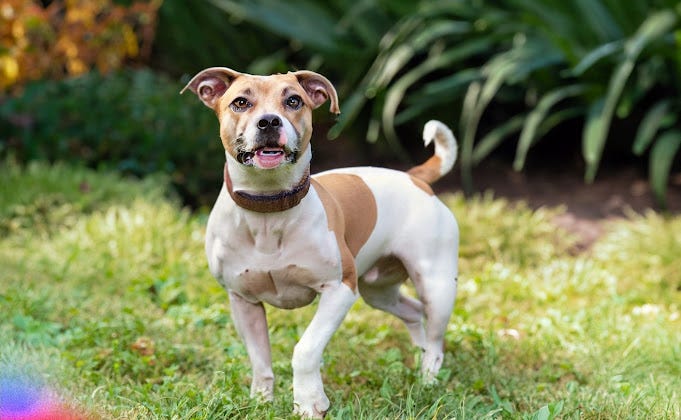 Best of Both Worlds: The Unique Qualities of The Jack Russell Pit Bull Mix  | by Okashamemon | Medium