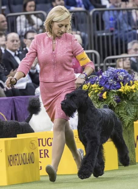 They’re Wearing What? Dog Show Handlers Edition