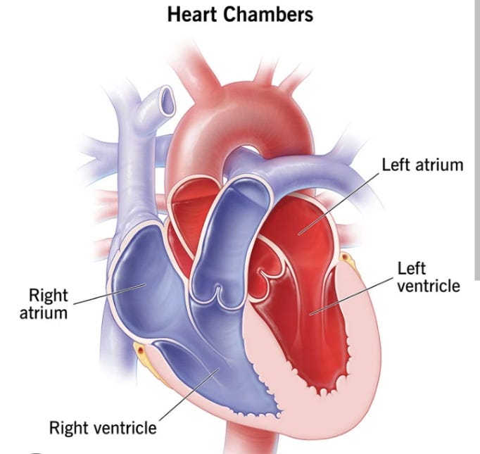 Title:-HUMAN HEART AND IT’S FUNCTION :- | by Summi Kha9 | Jun, 2023 ...