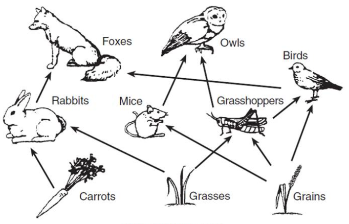 How to draw Food Chain diagram easy, Food Cycle drawing easy