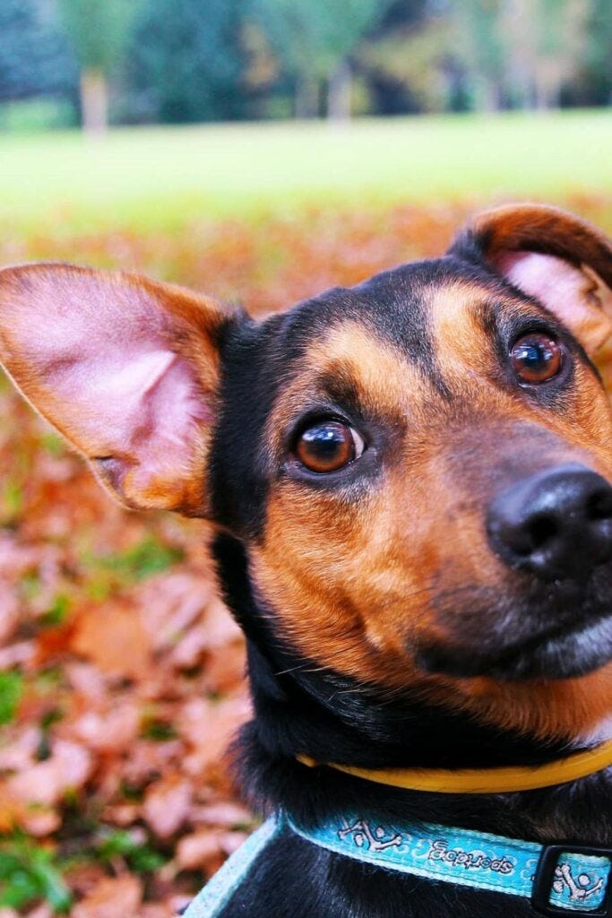 Why does my dog’s ear make a crackling noise? by Shili Imed Medium