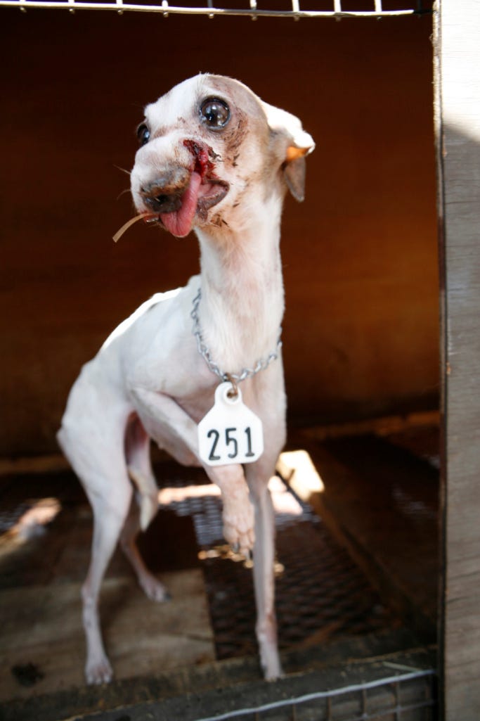 Remembering Precious Lily A Dog's Journey from Puppy Mill to NMDR's