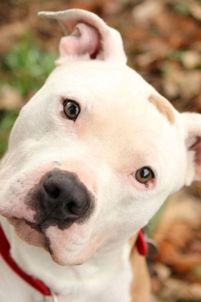 Full blooded pitbull?. Full blooded pitbull? by Shili Imed Medium