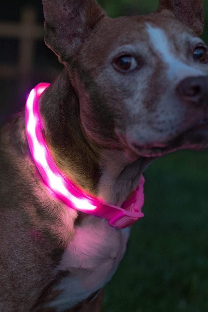 Why Do Dogs Get Upset When You Remove Their Collar at Elvera Tatum blog