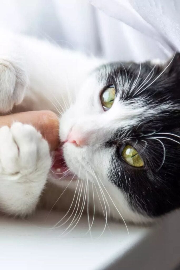 Why does my cat lick me?. Why does my cat lick me? by Shili Imed Medium