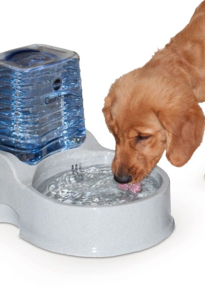 Why Does My Dog Blow Bubbles In Her Water? by Shili Imed Medium