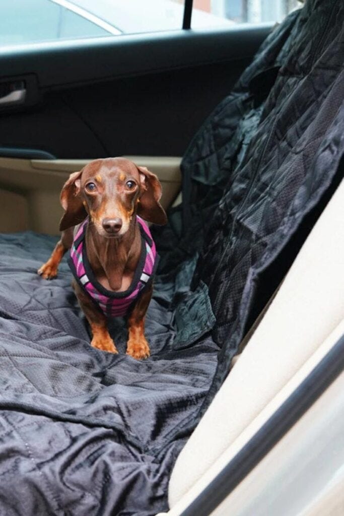 Are leather or cloth seats better for dogs? by Shili Imed Medium