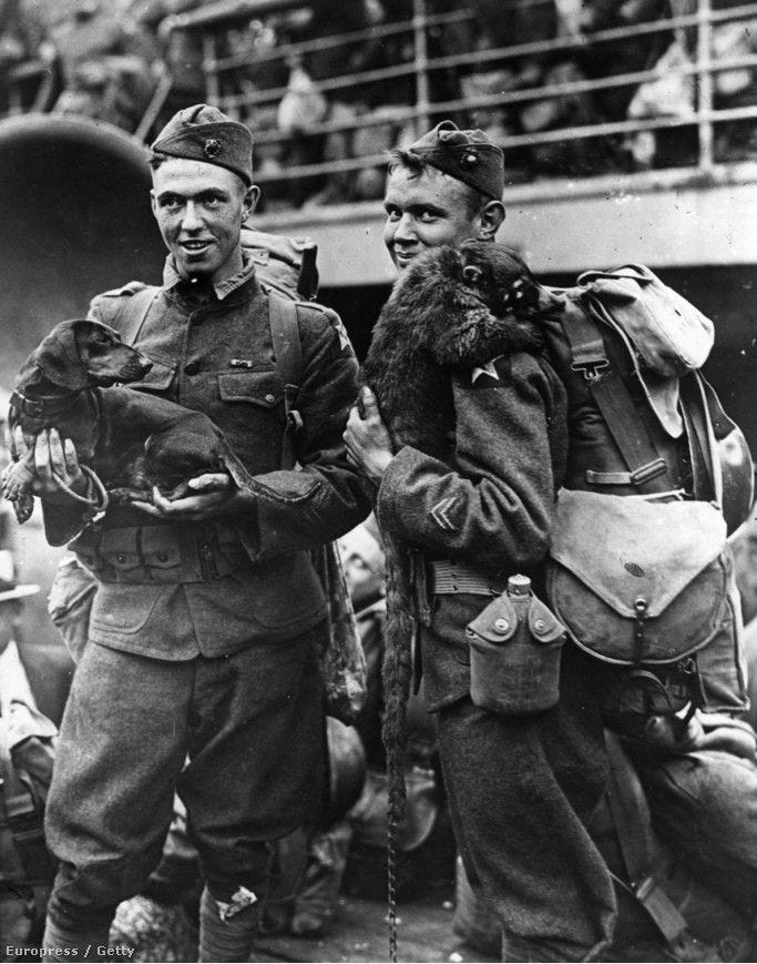 Remembering War Wieners: Brave Dachshunds that Served in the Military | by  Mike Szymanski | Medium