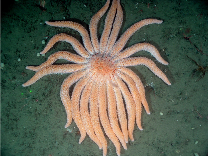 Hidden Stars of the Sea: How the Sunflower Sea Star Protects Rocky Reefs, by Daniel Karp, Student Conservation Corner